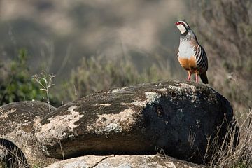 Red-Legged Partridge in the Spanish landscape by Rick van der Weijde