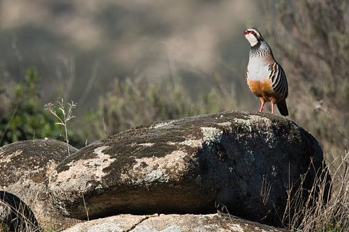 Rode Patrijs in het Spaanse landschap van Rick van der Weijde