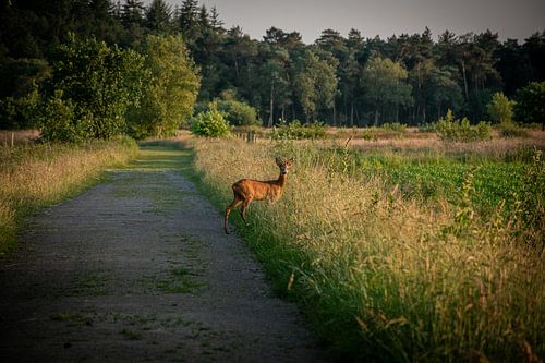 Neugieriger junger Rehbock