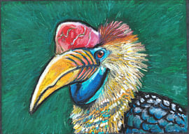 Knobbed hornbill