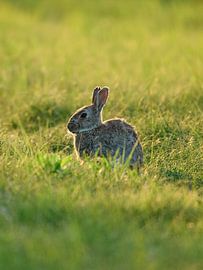 Un lapin rétro-éclairé dans un parc d'Amsterdam sur Dushyant Mehta