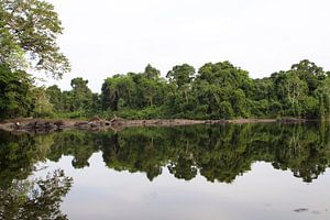 Fluss im Amazonas-Regenwald (3)