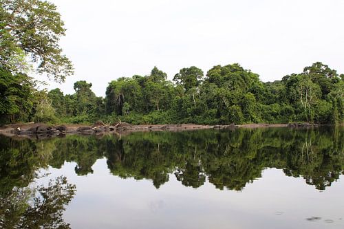 Rivier in het Amazonia regenwoud van Suriname (3)