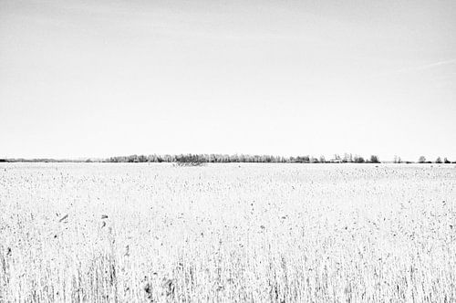 Wetlands von Jack de Jong