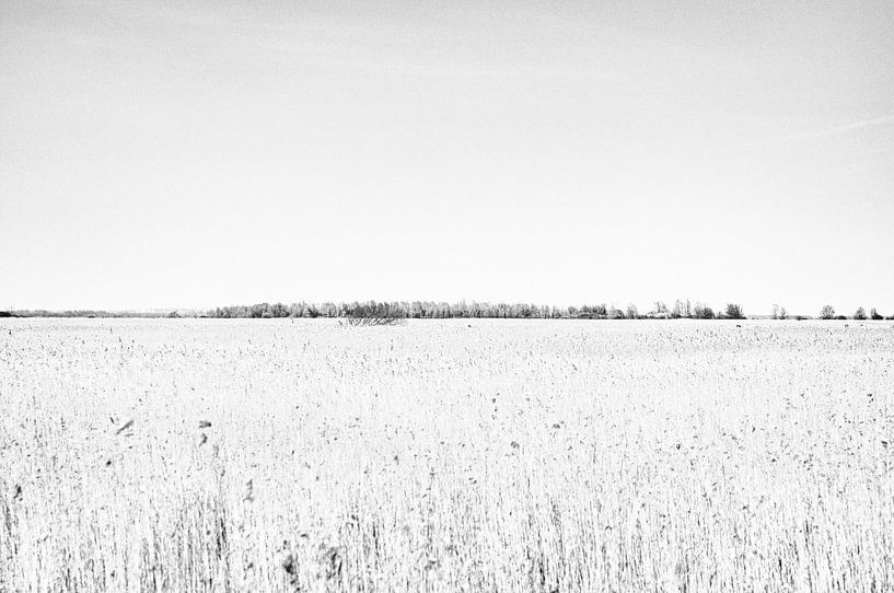 Wetlands by Jack de Jong