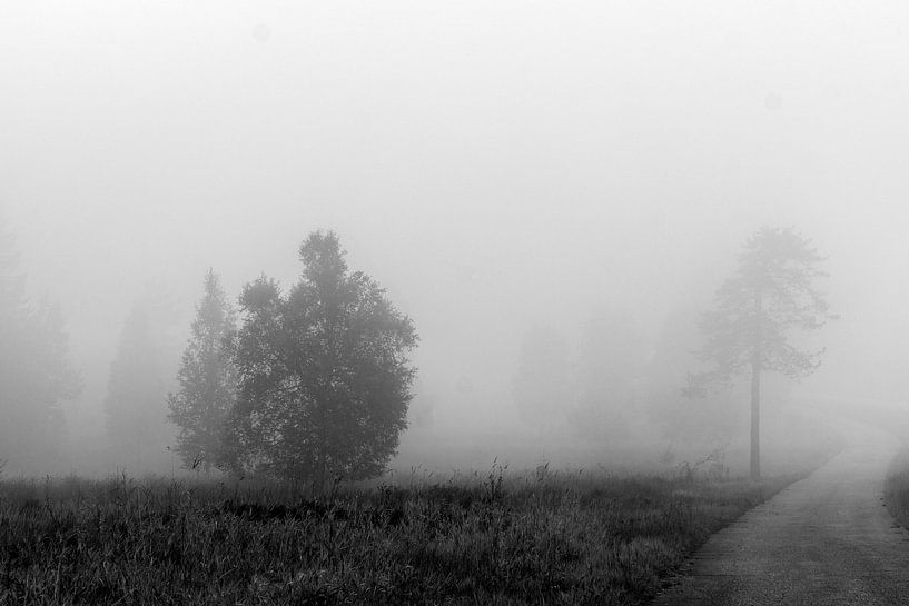 Bomen en pad in dichte mist van Flatfield
