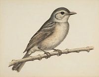 Vogel auf einem Ast