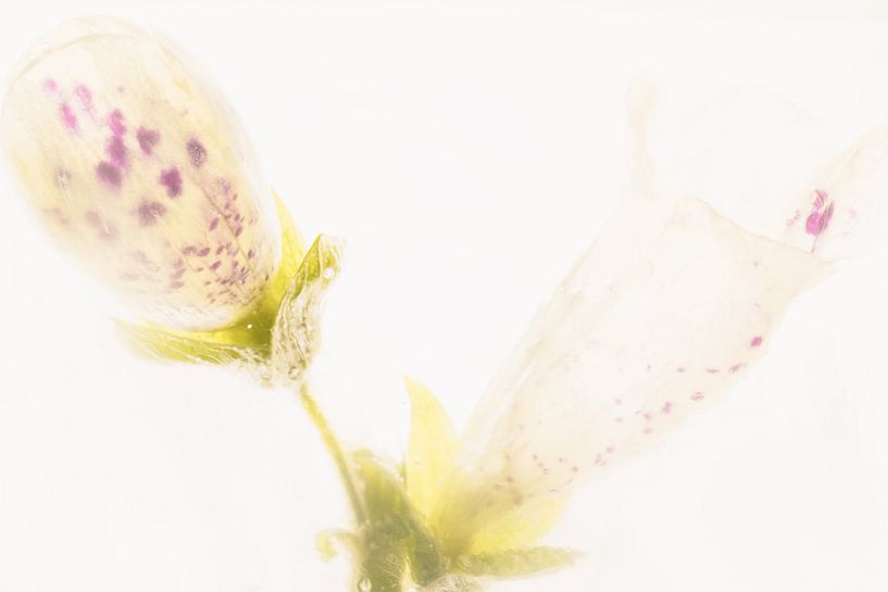 Digitalis in ijs 2 van Marc Heiligenstein