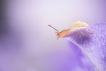 Nieuwsgierig slakje achter een transparant blad van de Petunia