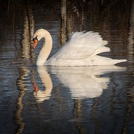 Höckerschwan mit Spiegelbild 1 von Jaap Tanis