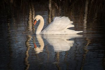 Mute swan with mirror image 1 by Jaap Tanis