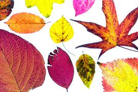 Kleurrijke herfstbladeren op een witte achtergrond van Carola Schellekens