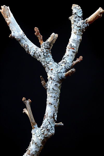 Photo en noir et blanc d'une branche avec du lichen par Art & Soul Creations