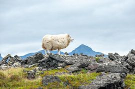 Sheep in a lava field by Matteo Del Grosso