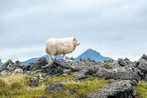 Sheep in a lava field