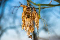 Feather maple