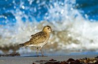 Golden Plover standing on a beach by Beschermingswerk voor aan uw muur thumbnail