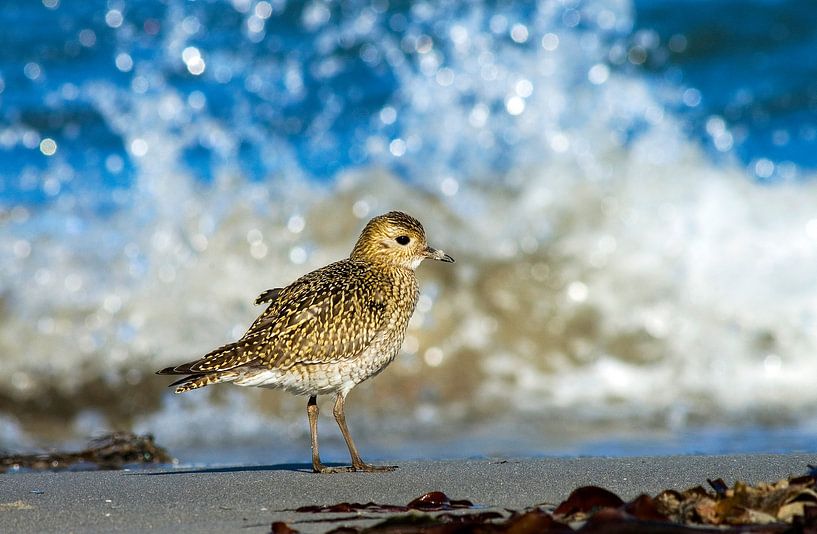 Golden Plover standing on a beach by Beschermingswerk voor aan uw muur