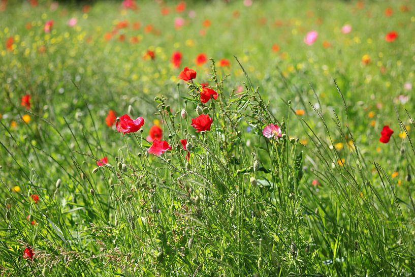 Malerische Mohnblumen von Thomas Jäger