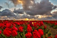 Tulpenveld 