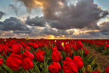 Tulpenveld 