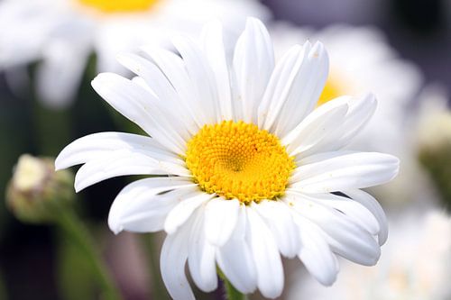 Margeritenblüte