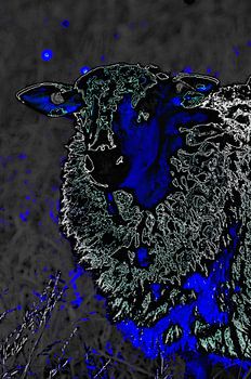 Sheep in Blue 2