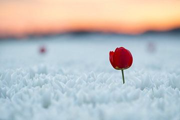 Tulipe rouge dans une mer de tulipes blanches