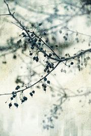 cerisier d'ornement sur fantasina