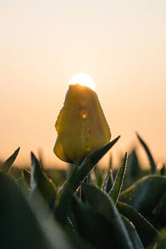 Le soleil embrasse la tulipe néerlandaise