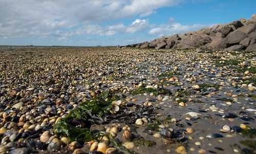 Schiermonnikoog – the mudflats strewn with shells