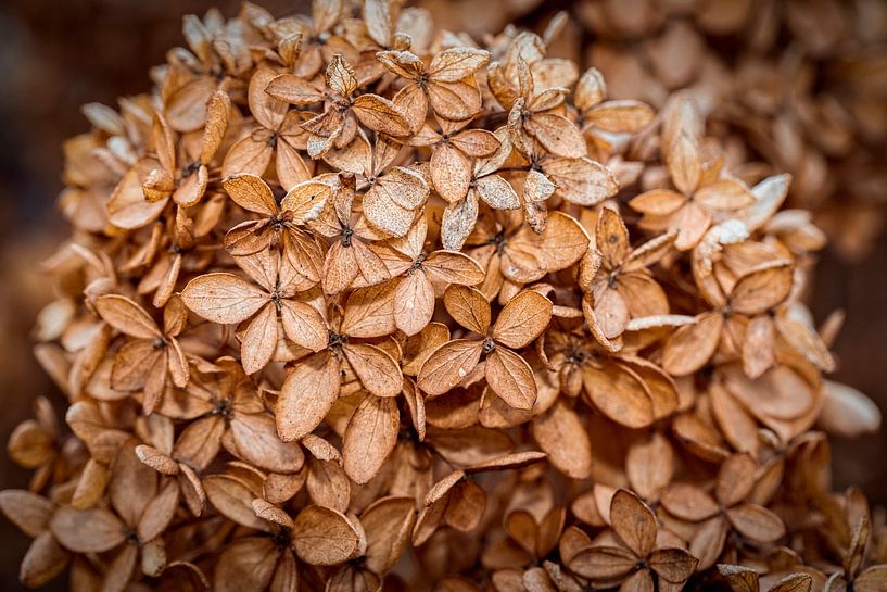 Hydrangea by Rob Boon
