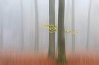 Autumnmorning, Huib Limberg van 1x thumbnail
