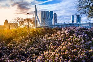 L'automne à Rotterdam sur Dennis Vervoorn