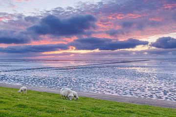Moutons sur une digue pendant un coucher de soleil coloré