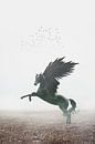 A dark Pegasus by Elianne van Turennout thumbnail
