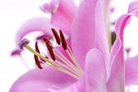 Gladde zachtroze macro abstracte bloemhoofdjes - nummer 1