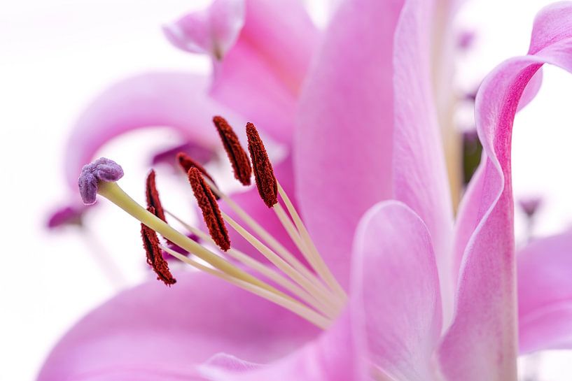 Smooth soft pink macro abstract flower heads  - number 1 by Urban Photo Lab