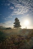Boom aan de Federsee