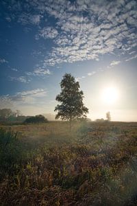 Baum am Federsee