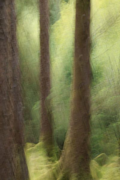 Pine trunks ICM by Licht! Fotografie