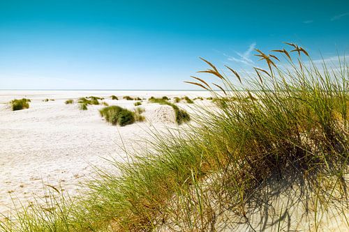 Amrum