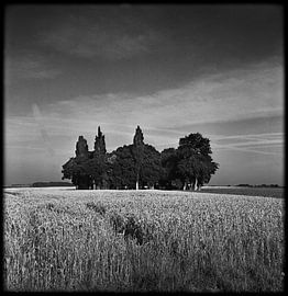 Trees in cornfield normandie france