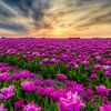 Dutch Tulips in purple at a sunset by eric van der eijk