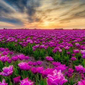 Dutch Tulips in purple at a sunset by eric van der eijk