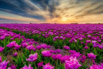 Tulipes hollandaises en violet lors d'un coucher de soleil