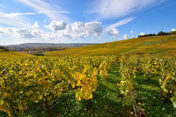Wijnranken van goud in de Franse heuvels van een wijngebied van Studio LE-gals