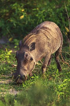 Phacochère de Namibie Pumba sur Jean Claude Castor