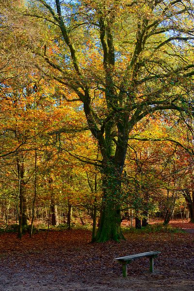 Ein Baum im Wald mit einer Bank von Gerard de Zwaan