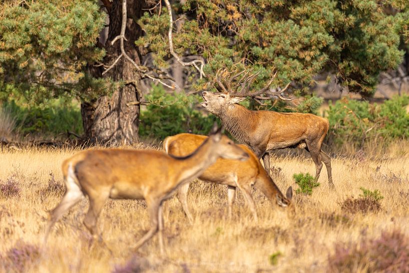 Red deer on the Hoge Veluwe, Netherlands by Gert Hilbink